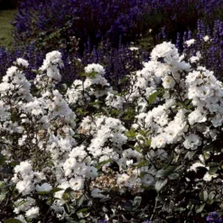 'Tumbling Waters'™ Rosa X 'Tumbling Waters'™ (Bunddækkerose) A-Kvalitet,- Barrods Roser Min. 3 Grene 17 'Tumbling Waters'™ Rosa X 'Tumbling Waters'™ (Bunddækkerose) A-Kvalitet,- Barrods Roser Min. 3 Grene -GrønGlæde Salgsbutik p374 52018 rosa x tumbling waters bunddaekkerose a116