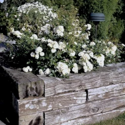 'Tumbling Waters'™ Rosa X 'Tumbling Waters'™ (Bunddækkerose) A-Kvalitet,- Barrods Roser Min. 3 Grene 19 'Tumbling Waters'™ Rosa X 'Tumbling Waters'™ (Bunddækkerose) A-Kvalitet,- Barrods Roser Min. 3 Grene -GrønGlæde Salgsbutik p374 52020 rosa x tumbling waters bunddaekkerose aa4e