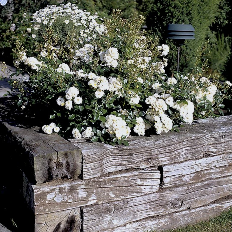 'Tumbling Waters'™ Rosa X 'Tumbling Waters'™ (Bunddækkerose) A-Kvalitet,- Barrods Roser Min. 3 Grene 8 'Tumbling Waters'™ Rosa X 'Tumbling Waters'™ (Bunddækkerose) A-Kvalitet,- Barrods Roser Min. 3 Grene - Billede 8