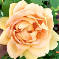 'Roald Dahl' Rosa X 'Roald Dahl' (Engelsk Rose) A-Kvalitet,- Barrods Roser Min. 3 Grene -GrønGlæde Salgsbutik p37507 53113 rosa x roald dahl engelsk rose f9c1