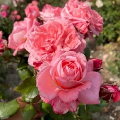 'The Most Beautiful'™ Rosa X 'The Most Beautiful'™ A-Kvalitet,- Barrods Roser Min. 3 Grene -GrønGlæde Salgsbutik p37510 53470 rosa x the most beautiful 837a