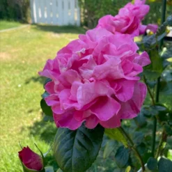 'Hella Joof'™ Rosa X 'Hella Joof'™ (Buketrose) A-Kvalitet,- Barrods Roser Min. 3 Grene -GrønGlæde Salgsbutik p37514 53265 rosa x hella joof buketrose 8141