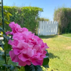 'Hella Joof'™ Rosa X 'Hella Joof'™ (Buketrose) A-Kvalitet,- Barrods Roser Min. 3 Grene -GrønGlæde Salgsbutik p37514 53266 rosa x hella joof buketrose 626f