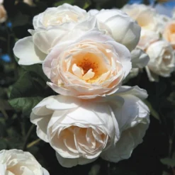 'Uetersener Klosterrose'® Rosa X 'Uetersener Klosterrose'® (Slyngrose) A-Kvalitet,- Barrods Roser Min. 3 Grene