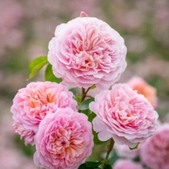 'Eustacia Vye' (syn. STS. Francis And Claire) Rosa X 'Eustacia Vye' (Engelsk Rose) A-Kvalitet,- Barrods Roser Min. 3 Grene -GrønGlæde Salgsbutik p37517 52983 rosa x eustacia vye engelsk rose a71f