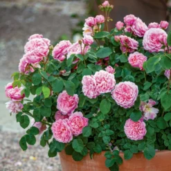 'Eustacia Vye' (syn. STS. Francis And Claire) Rosa X 'Eustacia Vye' (Engelsk Rose) A-Kvalitet,- Barrods Roser Min. 3 Grene -GrønGlæde Salgsbutik p37517 52984 rosa x eustacia vye engelsk rose 8bc4