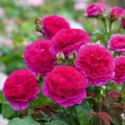 'Gabriel Oak'™ Rosa X 'Gabriel Oak'™ (Engelsk Rose) A-Kvalitet,- Barrods Roser Min. 3 Grene