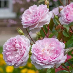 'Silas Marner'™ Rosa X 'Silas Marner'™ (Engelsk Rose) A-Kvalitet,- Barrods Roser Min. 3 Grene