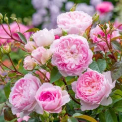 'Silas Marner'™ Rosa X 'Silas Marner'™ (Engelsk Rose) A-Kvalitet,- Barrods Roser Min. 3 Grene -GrønGlæde Salgsbutik p37520 53120 rosa x silas marner engelsk rose 6c7c