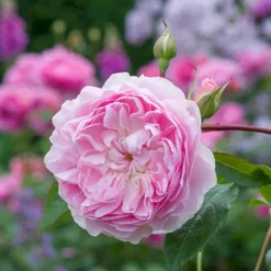 'Silas Marner'™ Rosa X 'Silas Marner'™ (Engelsk Rose) A-Kvalitet,- Barrods Roser Min. 3 Grene -GrønGlæde Salgsbutik p37520 53121 rosa x silas marner engelsk rose f8fb