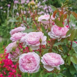 'Silas Marner'™ Rosa X 'Silas Marner'™ (Engelsk Rose) A-Kvalitet,- Barrods Roser Min. 3 Grene -GrønGlæde Salgsbutik p37520 53122 rosa x silas marner engelsk rose fdef