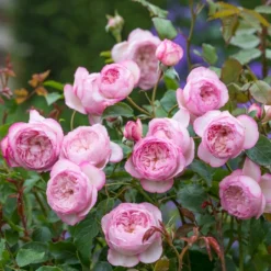 'The Mill On The Floss'™ Rosa X 'The Mill On The Floss'™ (Engelsk Rose) A-Kvalitet,- Barrods Roser Min. 3 Grene -GrønGlæde Salgsbutik p37521 53194 rosa x the mill on the floss engelsk rose 5864