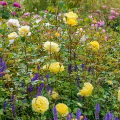 'The Poet's Wife' Rosa X 'The Poet's Wife' (Engelsk Rose) A-Kvalitet,- Barrods Roser Min. 3 Grene -GrønGlæde Salgsbutik p37522 53212 rosa x the poet s wife engelsk rose a17b