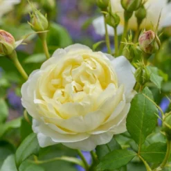 'Vanessa Bell'™ Rosa X 'Vanessa Bell'™ (Engelsk Rose) A-Kvalitet,- Barrods Roser Min. 3 Grene -GrønGlæde Salgsbutik p37523 53236 rosa x vanessa bell engelsk rose fbee