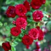 'Velvet Cover'® Rosa X 'Velvet Cover'® (Bunddækkerose) A-Kvalitet,- Barrods Roser Min. 3 Grene