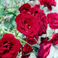 'Velvet Cover'® Rosa X 'Velvet Cover'® (Bunddækkerose) A-Kvalitet,- Barrods Roser Min. 3 Grene 8 'Velvet Cover'® Rosa X 'Velvet Cover'® (Bunddækkerose) A-Kvalitet,- Barrods Roser Min. 3 Grene -GrønGlæde Salgsbutik p375 52022 rosa x velvet cover bunddaekkerose 561d