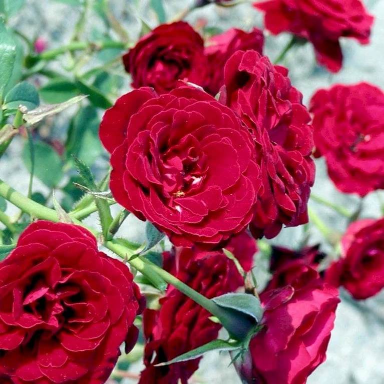 'Velvet Cover'® Rosa X 'Velvet Cover'® (Bunddækkerose) A-Kvalitet,- Barrods Roser Min. 3 Grene 3 'Velvet Cover'® Rosa X 'Velvet Cover'® (Bunddækkerose) A-Kvalitet,- Barrods Roser Min. 3 Grene - Billede 3