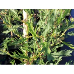 Rød-el 'Pyramidalis' Alnus Glutinosa 'Pyramidalis' 275-300 Cm Med Potte, 10L