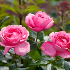 'Desirée'® Rosa X 'Desirée'® (Storblomstrende) A-Kvalitet,- Barrods Roser Min. 3 Grene -GrønGlæde Salgsbutik p37626 53970 rosa x desiree storblomstrende 1dee