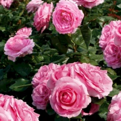 'Millie Rose' Rosa X 'Millie Rose' (Storblomstrende) A-Kvalitet,- Barrods Roser Min. 3 Grene -GrønGlæde Salgsbutik p37627 53455 rosa x millie rose storblomstrende b0f5