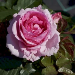 'Millie Rose' Rosa X 'Millie Rose' (Storblomstrende) A-Kvalitet,- Barrods Roser Min. 3 Grene -GrønGlæde Salgsbutik p37627 53457 rosa x millie rose storblomstrende e51b
