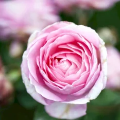 'Millie Rose' Rosa X 'Millie Rose' (Storblomstrende) A-Kvalitet,- Barrods Roser Min. 3 Grene -GrønGlæde Salgsbutik p37627 53458 rosa x millie rose storblomstrende 7e13