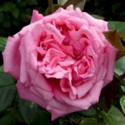 'Romina'® Rosa X 'Romina'® (Storblomstrende) A-Kvalitet,- Barrods Roser Min. 3 Grene