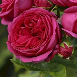 'Sophie Luise'® Rosa X 'Sophie Luise'® (Storblomstrende) A-Kvalitet,- Barrods Roser Min. 3 Grene