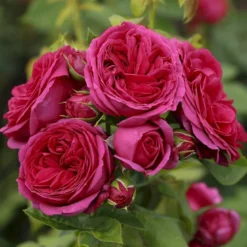 'Sophie Luise'® Rosa X 'Sophie Luise'® (Storblomstrende) A-Kvalitet,- Barrods Roser Min. 3 Grene -GrønGlæde Salgsbutik p37631 53991 rosa x sophie luise storblomstrende ddef