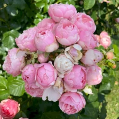 'Norwegian Girl' Rosa X 'Norwegian Girl' (buketrose) A-Kvalitet,- Barrods Roser Min. 3 Grene -GrønGlæde Salgsbutik p37633 53460 rosa x norwegian girl miniature rose 66c3