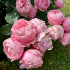'Norwegian Girl' Rosa X 'Norwegian Girl' (buketrose) A-Kvalitet,- Barrods Roser Min. 3 Grene -GrønGlæde Salgsbutik p37633 53462 rosa x norwegian girl miniature rose dce7
