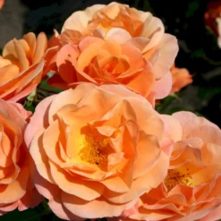 'Portoroz'® Rosa X 'Portoroz'® (Storblomstrende) A-Kvalitet,- Barrods Roser Min. 3 Grene -GrønGlæde Salgsbutik p37634 53627 rosa x portoroz storblomstrende d732