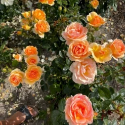 'Ulf Pilgaard'™ Rosa X 'Ulf Pilgaard'™ (Buketrose) A-Kvalitet,- Barrods Roser Min. 3 Grene -GrønGlæde Salgsbutik p37637 53271 rosa x ulf pilgaard buketrose 3d8c