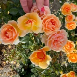 'Ulf Pilgaard'™ Rosa X 'Ulf Pilgaard'™ (Buketrose) A-Kvalitet,- Barrods Roser Min. 3 Grene -GrønGlæde Salgsbutik p37637 53272 rosa x ulf pilgaard buketrose 21a7