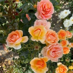 'Ulf Pilgaard'™ Rosa X 'Ulf Pilgaard'™ (Buketrose) A-Kvalitet,- Barrods Roser Min. 3 Grene -GrønGlæde Salgsbutik p37637 53273 rosa x ulf pilgaard buketrose 75f5