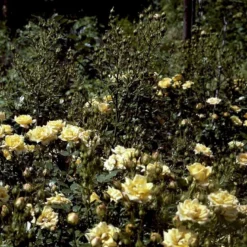 'Yellow Fairy'® Rosa X 'Yellow Fairy'® (Bunddækkende) A-Kvalitet,- Barrods Roser Min. 3 Grene -GrønGlæde Salgsbutik p37638 51752 rosa x yellow fairy bunddaekkende bf23