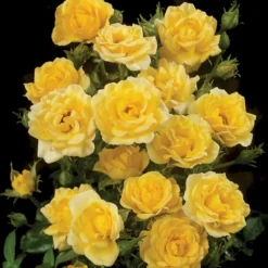 'Yellow Fairy'® Rosa X 'Yellow Fairy'® (Bunddækkende) A-Kvalitet,- Barrods Roser Min. 3 Grene -GrønGlæde Salgsbutik p37638 51753 rosa x yellow fairy bunddaekkende 0617