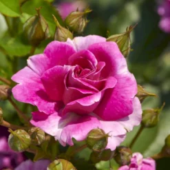 'Kolo'™ Rosa X 'Kolo'™ (Slyngrose) A-Kvalitet,- Barrods Roser Min. 3 Grene -GrønGlæde Salgsbutik p37640 52231 rosa x kolo slyngrose 0684