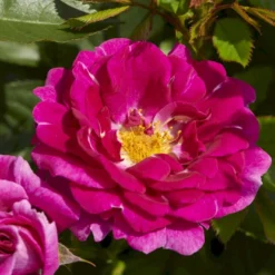 'Kolo'™ Rosa X 'Kolo'™ (Slyngrose) A-Kvalitet,- Barrods Roser Min. 3 Grene -GrønGlæde Salgsbutik p37640 52232 rosa x kolo slyngrose c6d8