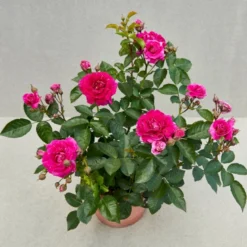 'Kolo'™ Rosa X 'Kolo'™ (Slyngrose) A-Kvalitet,- Barrods Roser Min. 3 Grene -GrønGlæde Salgsbutik p37640 52233 rosa x kolo slyngrose 5044