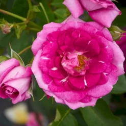 'Kolo'™ Rosa X 'Kolo'™ (Slyngrose) A-Kvalitet,- Barrods Roser Min. 3 Grene -GrønGlæde Salgsbutik p37640 52234 rosa x kolo slyngrose 2da0