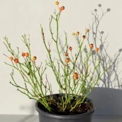 'Kolo'™ Rosa X 'Kolo'™ (Slyngrose) A-Kvalitet,- Barrods Roser Min. 3 Grene -GrønGlæde Salgsbutik p37640 52235 rosa x kolo slyngrose 0aa2