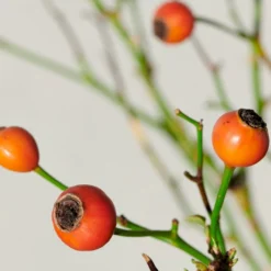 'Kolo'™ Rosa X 'Kolo'™ (Slyngrose) A-Kvalitet,- Barrods Roser Min. 3 Grene -GrønGlæde Salgsbutik p37640 52236 rosa x kolo slyngrose 0a0b