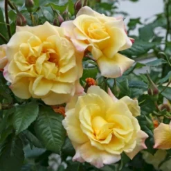 'Kordes Moonlight'® Rosa X 'Kordes Moonlight'® (Klatrerose) A-Kvalitet,- Barrods Roser Min. 3 Grene -GrønGlæde Salgsbutik p37641 53483 rosa x kordes moonlight klatrerose 04b1