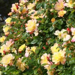 'Kordes Moonlight'® Rosa X 'Kordes Moonlight'® (Klatrerose) A-Kvalitet,- Barrods Roser Min. 3 Grene -GrønGlæde Salgsbutik p37641 53485 rosa x kordes moonlight klatrerose f93f
