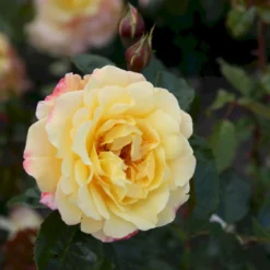 'Kordes Moonlight'® Rosa X 'Kordes Moonlight'® (Klatrerose) A-Kvalitet,- Barrods Roser Min. 3 Grene -GrønGlæde Salgsbutik p37641 53612 rosa x kordes moonlight klatrerose 7137