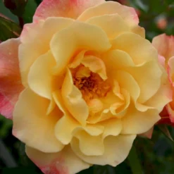 'Kordes Moonlight'® Rosa X 'Kordes Moonlight'® (Klatrerose) A-Kvalitet,- Barrods Roser Min. 3 Grene -GrønGlæde Salgsbutik p37641 53613 rosa x kordes moonlight klatrerose 6415