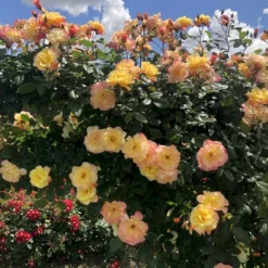 'Kordes Moonlight'® Rosa X 'Kordes Moonlight'® (Klatrerose) A-Kvalitet,- Barrods Roser Min. 3 Grene -GrønGlæde Salgsbutik p37641 53614 rosa x kordes moonlight klatrerose b3a2