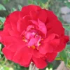 'Adelaide Hoodless' Rosa X 'Adelaide Hoodless' (Buskrose) A-Kvalitet,- Barrods Roser Min. 3 Grene