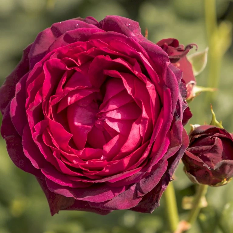 'Astrid Gräfin Von Hardenberg'® Rosa X 'Astrid Gräfin Von Hardenberg'® (Buskrose) A-Kvalitet,- Barrods Roser Min. 3 Grene 1 'Astrid Gräfin Von Hardenberg'® Rosa X 'Astrid Gräfin Von Hardenberg'® (Buskrose) A-Kvalitet,- Barrods Roser Min. 3 Grene
